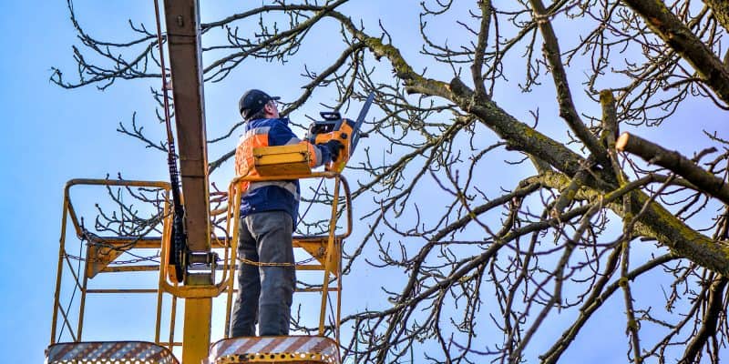 man cutting branches