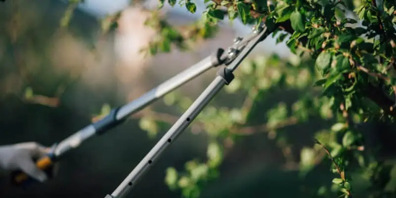 Tree Trimming Nassau County